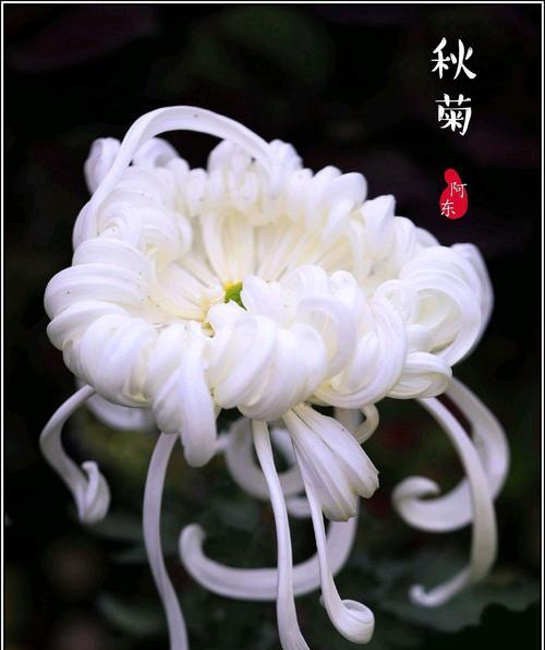 白菊花的象征意义及文化价值（深入探究白菊花的寓意和影响力）