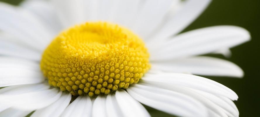 白菊花的象征意义及美丽之处（揭示白菊花的深刻寓意及其独特魅力）