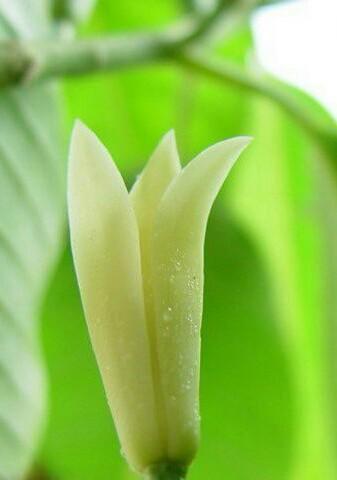 白兰花的花语与象征意义（探究白兰花在文化中的特殊地位及其美丽寓意）