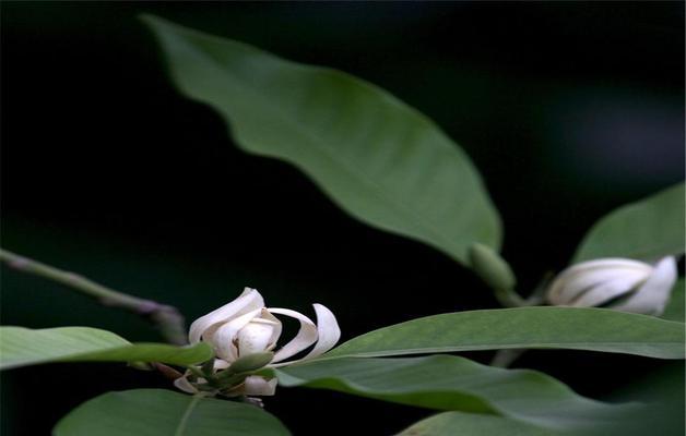 白兰花的花语与象征意义（探究白兰花在文化中的特殊地位及其美丽寓意）