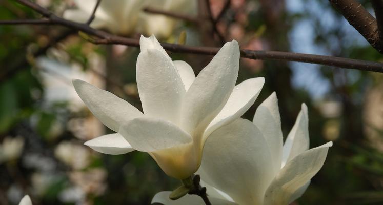 白兰花花语（永恒的美丽与纯洁）