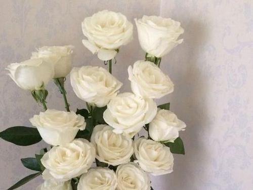 白玫瑰的象征意义与寓意（用一朵纯洁的白玫瑰传递爱情与祝福）