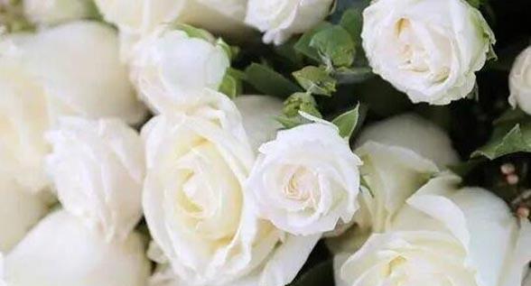 白玫瑰的含义与象征（白玫瑰的浪漫）
