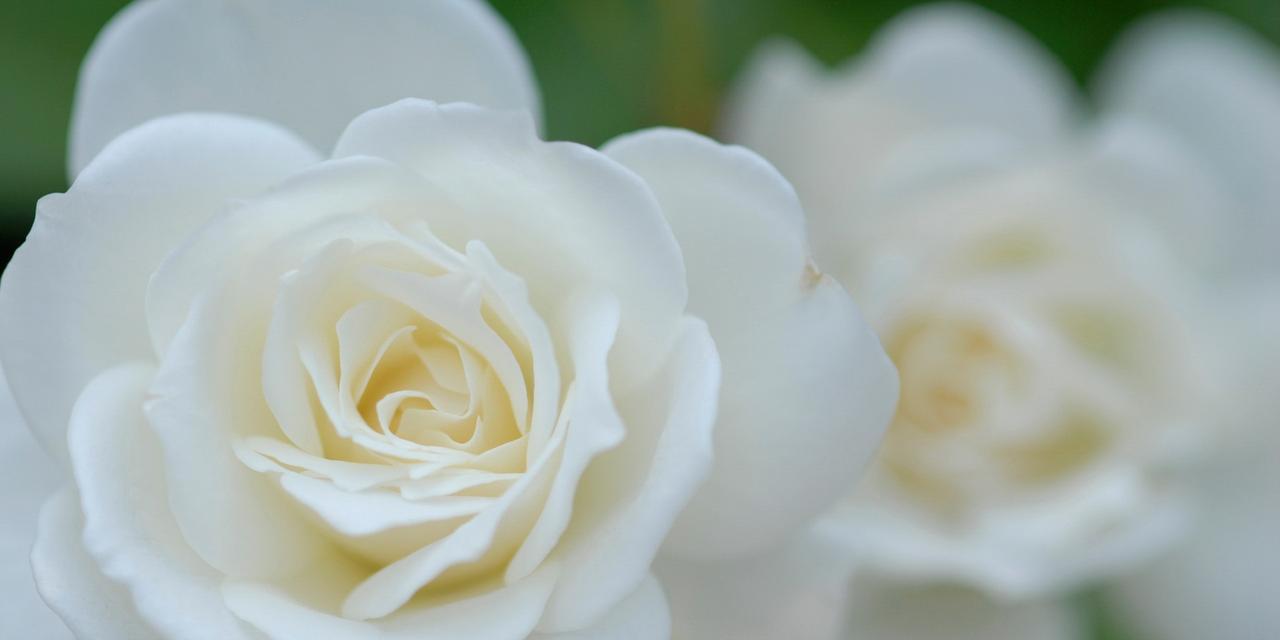 白玫瑰的象征意义与美丽（揭示白玫瑰独特的象征意义）