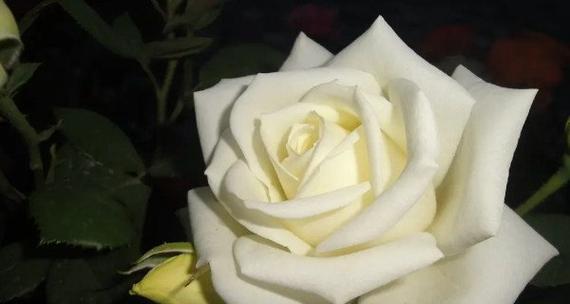 白玫瑰的花语与象征（纯洁而优雅）