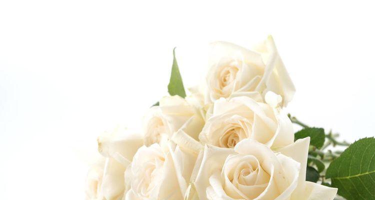 白玫瑰的花语与寓意（揭示白玫瑰花背后的情感与象征）