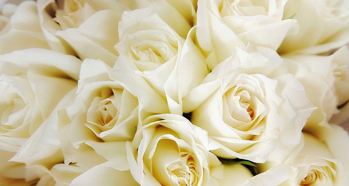 白玫瑰的寓意与美丽（纯洁）