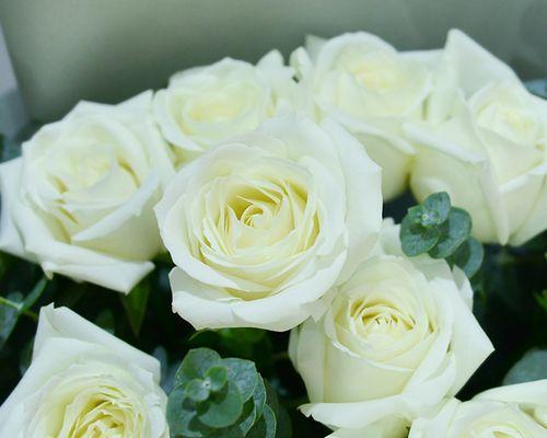 白玫瑰花（传递爱与敬意的花语）