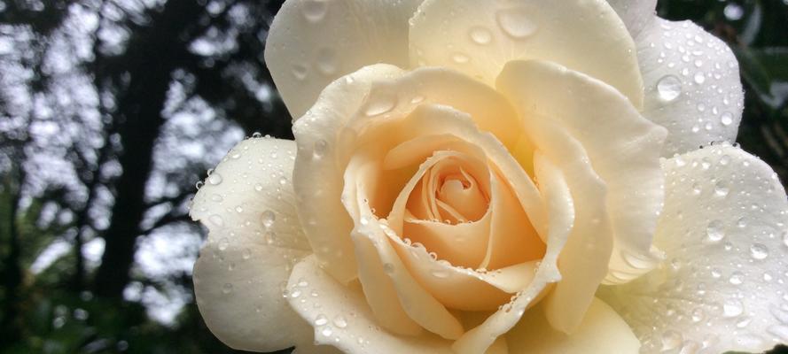 白玫瑰花语——爱的纯洁与无私（寄托真挚情感的花朵）