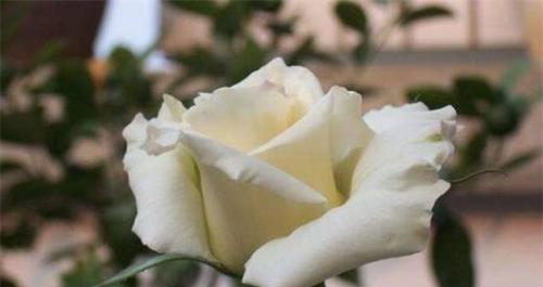 白玫瑰花语和寓意——纯洁、真爱与纪念（用白玫瑰传递纯洁和真爱）