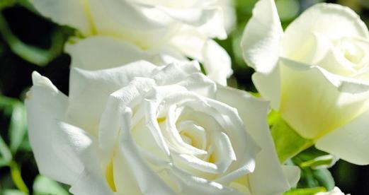 白玫瑰之语（以白玫瑰数量代表的含义解析）