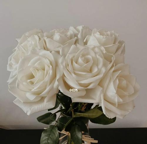 白玫瑰的代表寓意（探究白玫瑰的花语和象征意义）
