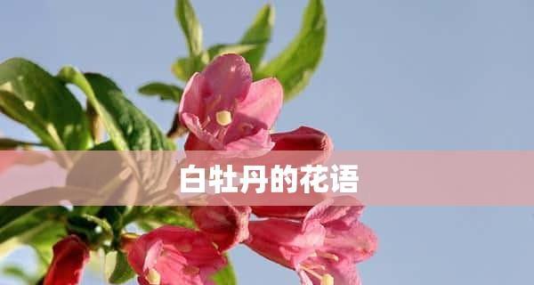 白牡丹花语的含义与神奇魅力（探索白牡丹的世界）