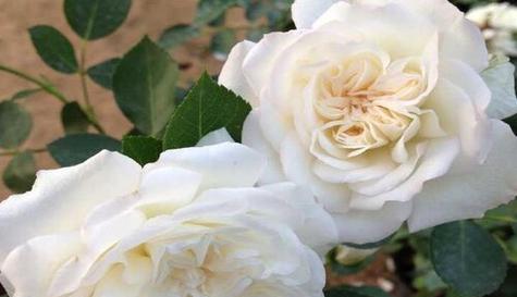 白蔷薇的美丽与象征意义（探寻白蔷薇花的花语和传说）