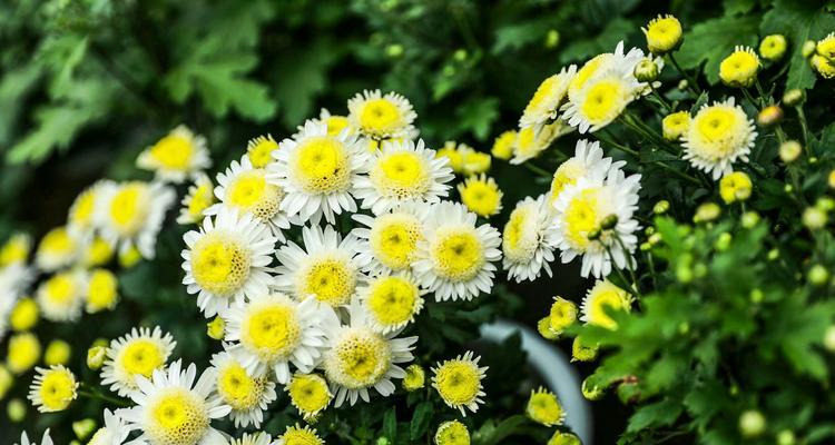 白色雏菊花语，传递美好祝愿（花开花谢）