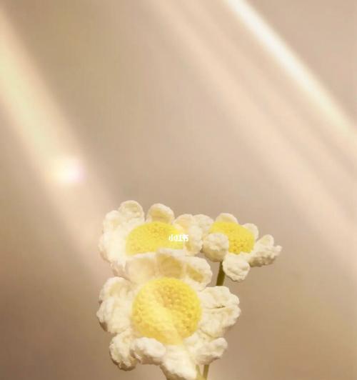 白色雏菊花语，传递美好祝愿（花开花谢）