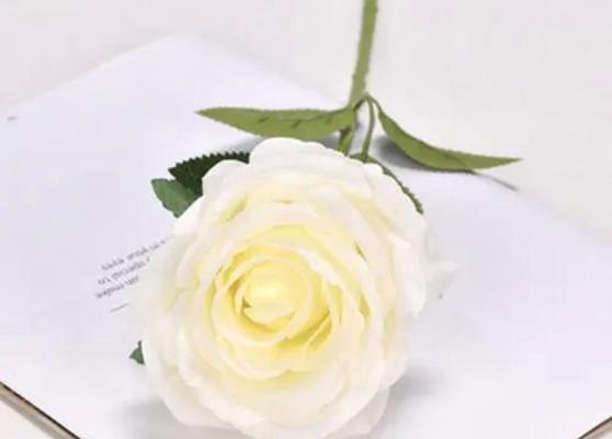白色玫瑰花花语的含义与传承（揭秘白色玫瑰花的神秘力量）