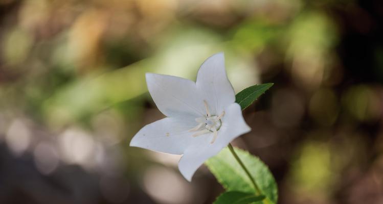 白色桔梗花的美丽与意义（揭开白色桔梗花的神秘面纱）