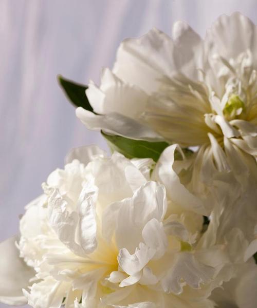 白色康乃馨的花语与寓意（传递纯洁和祝福的白色康乃馨）