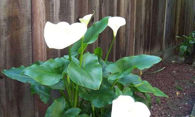 白色马蹄莲的花语（寓意纯洁与美丽的花朵）