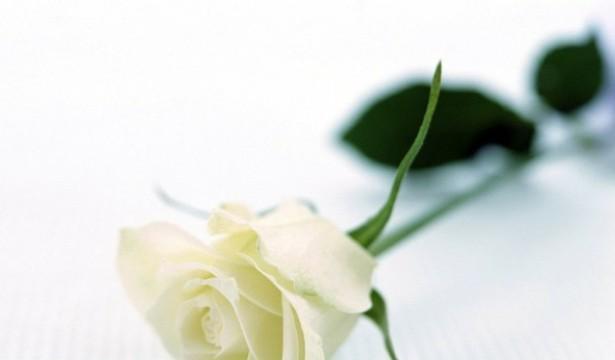 白色玫瑰的含义与象征（探索白色玫瑰背后的意义与寓意）
