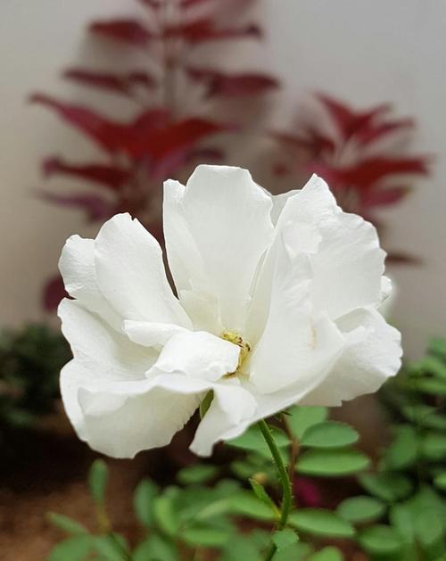 白色玫瑰花（白色玫瑰花的深层含义及其在不同文化中的解读）