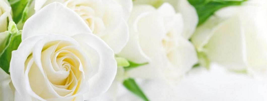 白色玫瑰花的花语与美丽（绽放于清雅之间的纯洁与浪漫）
