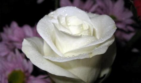 白色玫瑰花的花语与美丽（绽放于清雅之间的纯洁与浪漫）