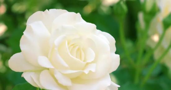 白色玫瑰花语（探寻白色玫瑰的深层含义）