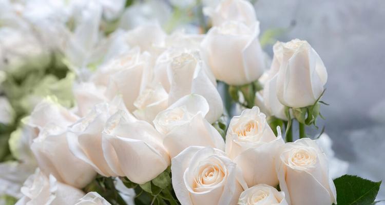 白色玫瑰花语（探寻白色玫瑰的深层含义）