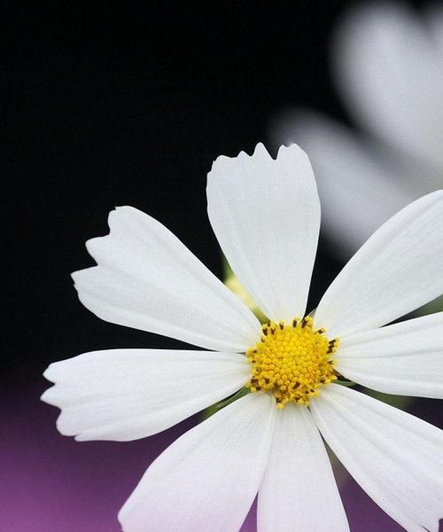 白色小雏菊的花语与美好愿望（以白色小雏菊为纽带）
