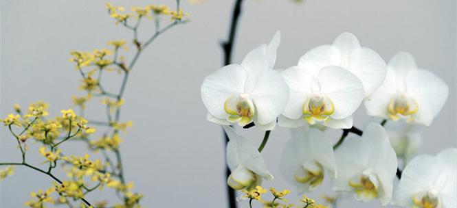 白色紫罗兰的花语（探寻白色紫罗兰的花语）