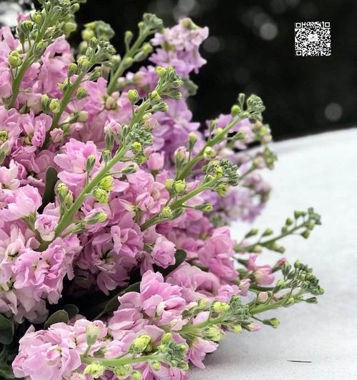 白色紫罗兰花语传递的美好寓意（花开盛放的时刻）