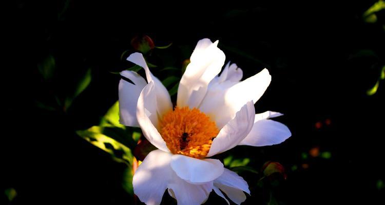 白芍药花语——纯洁与守护的象征（白芍药）