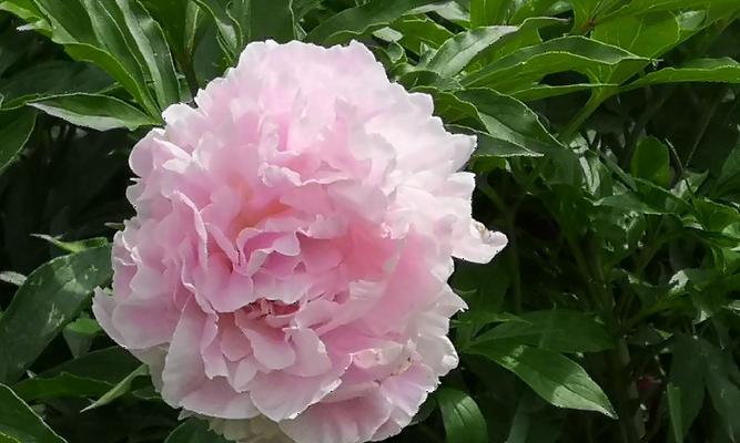 白芍药花语——纯洁与守护的象征（白芍药）
