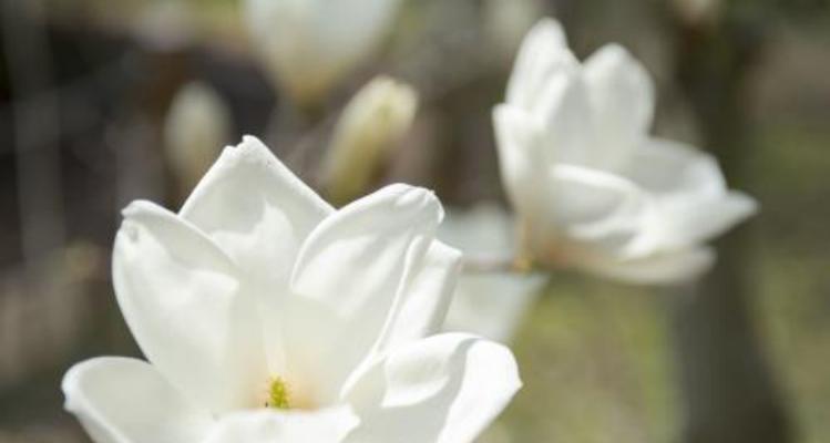 白玉兰花的花语与寓意（探寻白玉兰花的意义和象征）