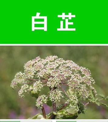 白芷的花语及其意义（探寻白芷的花语之美）