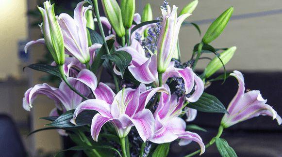 百合花的象征意义及其多样化应用（探索百合在不同文化背景下的意义和用途）