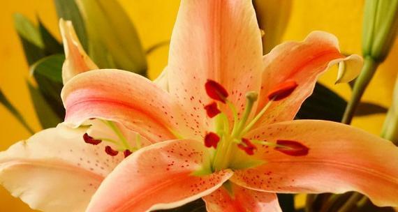 百合花语大全及寓意解析（探索百合花语的深层含义及传递情感的艺术）