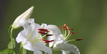 百合之美——花开为爱（花开为爱）