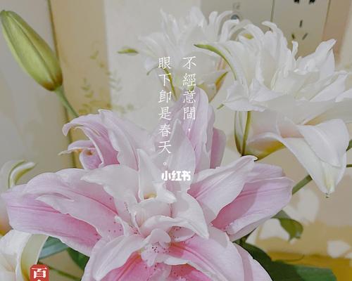 百合花的象征意义及文化价值（探究百合花作为象征的深层含义）