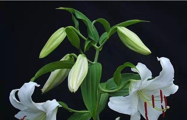 百合花的象征意义及文化价值（探究百合花作为象征的深层含义）