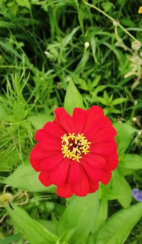 百日草的花语与传说（探秘百日草的独特花语与美丽传说）