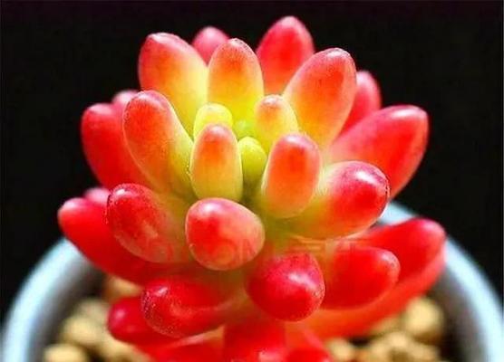 宝石花的花语与意义（探究宝石花的神秘之美）