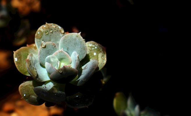 宝石花的神奇之美（探寻宝石花的花开之谜）