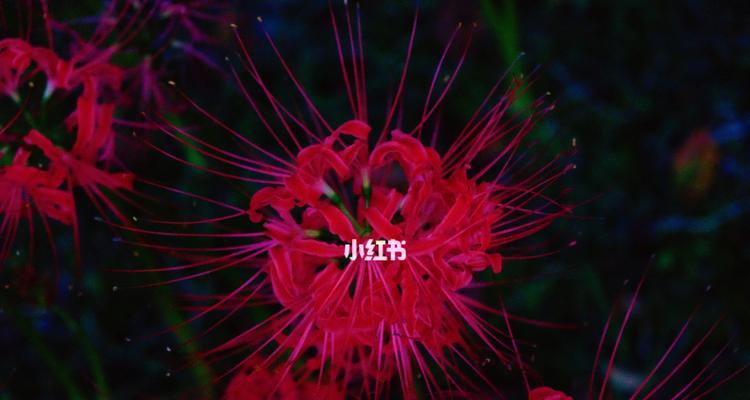 彼岸花（探寻彼岸花的含义与魅力）