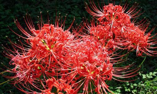 彼岸花（绽放在生死边缘的花朵）
