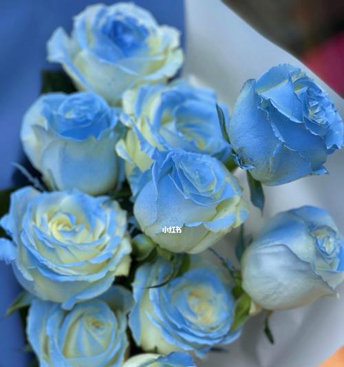 冰蓝色玫瑰的花语（探寻冰蓝色玫瑰的花语之美）