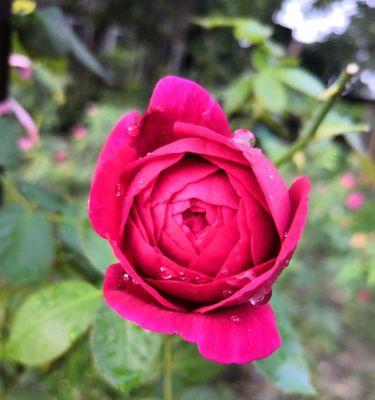 玫瑰之语（揭秘玫瑰背后的情感密码）