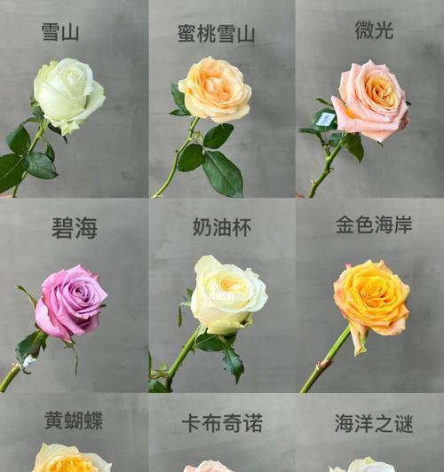 玫瑰花的多彩情感世界（不同颜色玫瑰花代表的深意）
